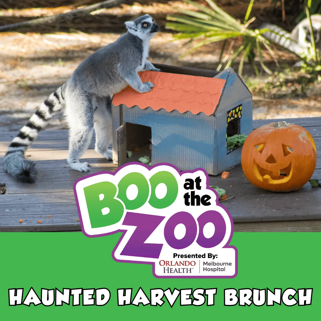Haunted Harvest Brunch