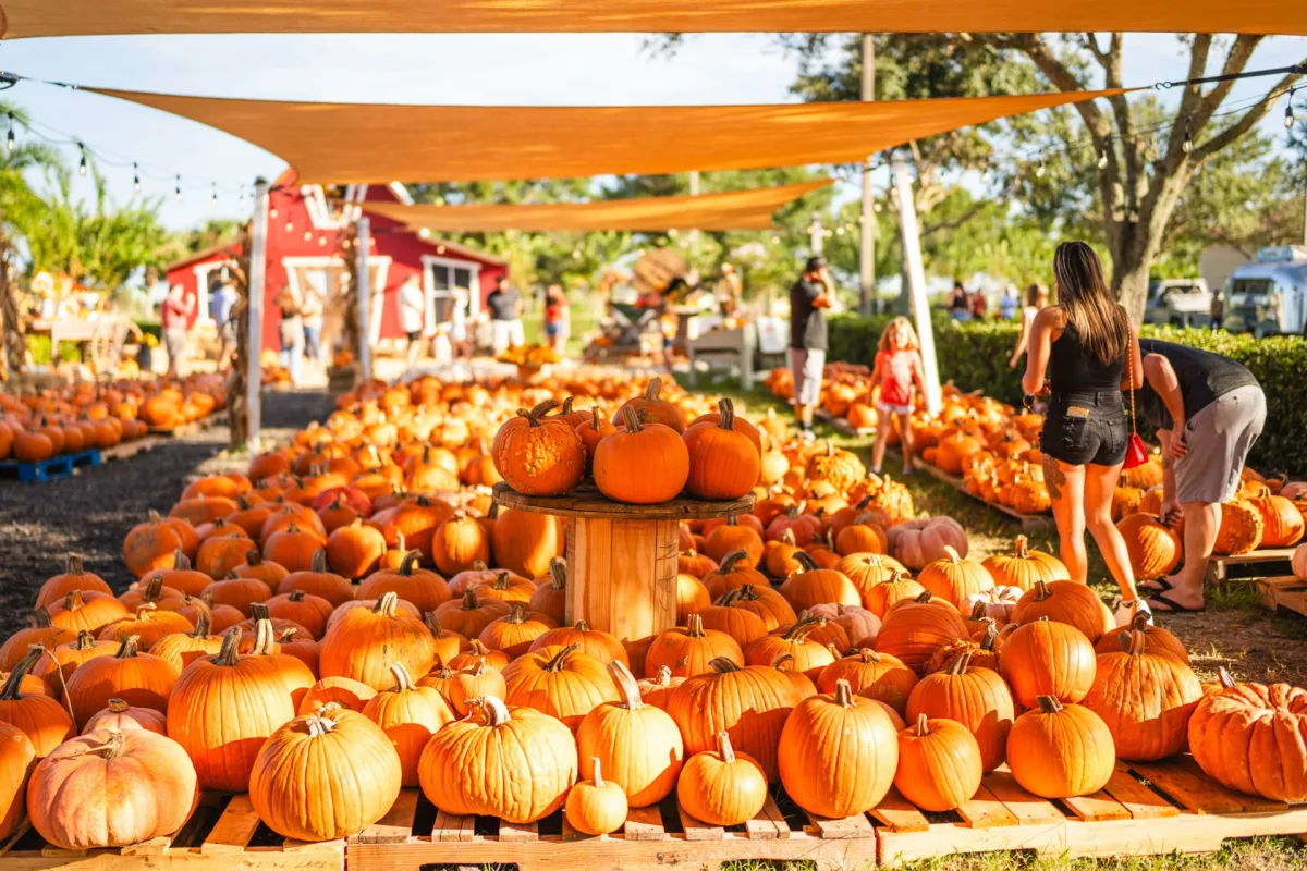 Pumpkin Palooza 2026